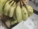 精品云南香蕉高山香蕉現摘新鮮水果甜生青香蕉banana自然熟綠皮 精品高山蕉 9斤 曬單實(shí)拍圖