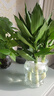 恰意觀(guān)音竹富貴竹水培植物帶根花卉綠植綠蘿室內盆栽轉運竹帶花瓶好養 觀(guān)音竹6顆+煙灰/透明魚(yú)缸塑制瓶2個(gè)+營(yíng)養液 曬單實(shí)拍圖