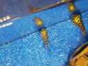 闊庭（KUOTING）魚(yú)缸水族箱生態(tài)桌面魚(yú)缸新款懶人魚(yú)缸生態(tài)造景過(guò)濾制氧一體機(jī)黑色 曬單實(shí)拍圖