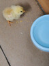 雞飼料開(kāi)口料雛小中大雞鴨鵝鳥(niǎo)料全價(jià)雞食顆粒料釣魚(yú)打窩營(yíng)養蛋白 小顆粒0-7周雛雞【吃了瘋長(cháng)】 2斤 曬單實(shí)拍圖