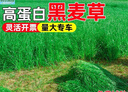 斡爾園林進(jìn)口四倍黑麥草種子四季耐寒牧草種子雞鴨牛羊魚(yú)草畜牧養殖草籽 曬單實(shí)拍圖