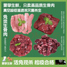【萌寵專(zhuān)享】新鮮兔內臟兔心兔腎兔肝兔肉兔里脊寵物生骨肉貓糧 四拼【兔里脊兔腎兔心兔肝各250g 曬單實(shí)拍圖
