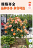 棒棒糖樹(shù)樁月季花苗樹(shù)狀特大花朵四季開(kāi)花花卉植物庭院玫瑰花樹(shù)苗 緋扇【多季循環(huán)開(kāi)花】 粗度：直徑2-2.2cm 曬單實(shí)拍圖