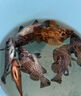 谷蜀香海釣腥誘魚(yú)劑船釣磯釣路亞釣魚(yú)餌料強效誘食神器鱸梭鯛小藥千里香 一瓶裝【新手試用】 曬單實(shí)拍圖