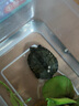 爬將軍小烏龜幼龜糧開(kāi)口糧食巴西龜草龜寵物小龜苗龜飼料食物顆粒型食用 幼龜開(kāi)口糧250ML【送喂食勺】一瓶 曬單實(shí)拍圖