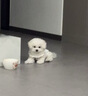 比熊幼犬活體純種比熊寵狗狗活體狗狗幼犬幼崽小狗 血統(tǒng)級 SSS級 母 曬單實拍圖