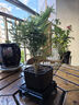 佰花錦文竹桌面盆栽新中式綠植辦公室客廳盆景茶臺臥室好養(yǎng)綠植花卉植物 【送方底座】文竹+pvc舍得盆+黑沙石鋪面 20-30cm 曬單實拍圖