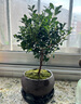 八芽 小葉赤楠盆景擺件室內(nèi)綠植花卉盆栽老樁客廳辦公室桌面好養(yǎng)植物 （【熱銷款】舍得紫砂盆赤楠+苔蘚+底座） 曬單實(shí)拍圖