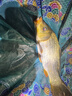 沃鼎王者神劍三代輕量大物竿碳纖維超輕魚(yú)竿魚(yú)桿臺釣竿7.2米輕量版 曬單實(shí)拍圖