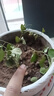 九里香盆栽茉莉花綠植室內(nèi)驅(qū)蚊四季開(kāi)花帶花苞七里香水培盆景植物 【特價(jià)】高約16cm九里香苗6株 九里香 曬單實(shí)拍圖