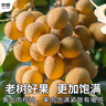 愛(ài)鮮摘農場(chǎng) 廣東石硤儲良龍眼【JD順豐-多地次日達】石峽桂圓水果禮盒送禮 儲良龍眼｜老饕必選【甜爆了】 精選果丨5斤裝【超值推薦】?jì)? 曬單實(shí)拍圖