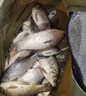 進(jìn)口原絲納米線(xiàn)水晶線(xiàn)主線(xiàn)速切水釣魚(yú)線(xiàn)子線(xiàn)耐磨超柔軟漁線(xiàn) 金武士主線(xiàn)1.2號 1卷 曬單實(shí)拍圖
