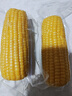 2025年?yáng)|北黃甜糯玉米棒真空包裝低脂黃糯大棒甜東北早餐黏苞米 黃糯玉米6支 150-200克 曬單實(shí)拍圖
