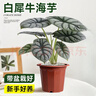 【直播專(zhuān)享】雙盟白犀牛海芋原盆植物四季葉觀(guān)水培綠植盆栽辦公室 120款白犀牛海芋[原盆] 曬單實(shí)拍圖