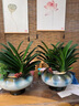 Only you【兩小時(shí)達】君子蘭盆栽室內花卉客廳盆景蘭花開(kāi)業(yè)喬遷送 白陵四角雙拼組合雙拼君子蘭 曬單實(shí)拍圖