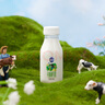 三元 極致有機鮮牛奶240ml 巴氏殺菌 早餐 營(yíng)養 曬單實(shí)拍圖