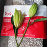 貓人【冰絲無(wú)痕】女士?jì)妊澟懈哐笟庖志募旧倥蟠a涼感三角褲 曬單實(shí)拍圖