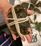 【活蟹】湖塘煙雨 陽(yáng)澄湖大閘蟹鮮活螃蟹禮盒公4.5兩母3.5兩4對8只河蟹生鮮中秋禮盒 曬單實(shí)拍圖