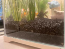 悠梵萌火山石5斤魚(yú)缸鋪底水族造景養魚(yú)過(guò)濾石綠植營(yíng)養土天然鋪面石 曬單實(shí)拍圖