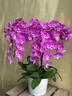 Only you【兩小時(shí)達(dá)】蝴蝶蘭帶花苞花劍花盆真花蘭花盆栽開業(yè)教師節(jié)禮物 8株紫色（瓷盆隨機(jī)） 曬單實(shí)拍圖