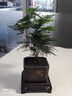 佰花錦文竹桌面盆栽新中式綠植辦公室客廳盆景茶臺臥室好養(yǎng)綠植花卉植物 【送方底座】文竹+pvc舍得盆+黑沙石鋪面 20-30cm 曬單實拍圖