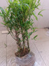 嘆為觀(guān)止佛肚竹大苗盆栽綠植辦公室內客廳庭院植物盆景 4年苗肚子明顯(推薦)一盆3棵 不含盆 曬單實(shí)拍圖