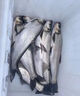 翹嘴小藥釣魚餌料黑坑野釣專攻釣大翹嘴白條魚專用餌料誘魚開口劑 1瓶【翹嘴狂提】新手也能爆護(hù) 曬單實(shí)拍圖