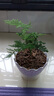 文竹盆栽綠植花卉盆景植物室內客廳水培文松云竹文竹大苗四季常青 文竹【1顆】原盆原土球發(fā)貨 高度15-25cm 曬單實(shí)拍圖