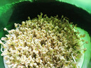 康麗家用豆芽機(jī)全自動智能大容量發(fā)豆牙菜桶自制小型生綠豆芽罐盆芽苗機(jī) 綠色雙層 曬單實(shí)拍圖