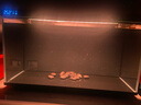當貝智能生態(tài)魚(yú)缸1Ultra 一體缸自循環(huán)雙過(guò)濾AI托養懶人家用桌面魚(yú)缸 曬單實(shí)拍圖