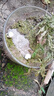 八芽趣味鮮活苔蘚微型景觀(guān)創(chuàng  )意室內桌面生態(tài)綠植盆栽盆景懶人好養植物 清境草原 帶玻璃杯 曬單實(shí)拍圖