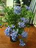 蕉下（beneunder）男士?jì)妊澫募颈z涼感透氣內褲四角短褲頭3條裝CO092情人節禮物 墨巖灰+月輝藍+木野綠 3條 XL 曬單實(shí)拍圖
