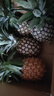 特價金鉆鳳梨新鮮大果菠蘿整箱水果風(fēng)梨手撕現(xiàn)貨直發(fā)脆甜多汁鳳梨 大果1.8斤起 4-5個 凈重7.5斤 曬單實拍圖