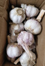 【營(yíng)田半畝】蒜干蒜頭蒜大蒜紫白皮大蒜當(dāng)季蔬菜0.5-5斤 2斤帶箱重【果徑4.5-5cm】大果 曬單實(shí)拍圖