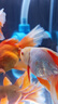 修醫(yī)寵白點凈魚藥熱帶魚觀賞魚魚缸鸚鵡錦鯉魚藥寄生蟲小瓜蟲病300ml 曬單實拍圖