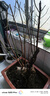 原生梅花盆景臘梅老樁紅梅樹(shù)苗耐寒植物帶花苞濃香型庭院花卉盆栽 優(yōu)質(zhì)7年紅梅盆栽1棵（粗3公分粗，當年開(kāi)花） 曬單實(shí)拍圖