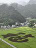 潤心 零反式脂肪酸有機山茶油 1.258L 低溫壓榨 一級等級 曬單實(shí)拍圖