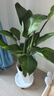 植男植女天堂鳥(niǎo)盆栽客廳室內(nèi)好養(yǎng)大型落地真綠植辦公室植物鶴望蘭源頭直發(fā) 曬單實(shí)拍圖