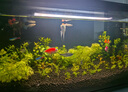 漢洋（ WATERWEEDS INDUSTRY）羊絨棉手撕過濾棉魚缸濾材培菌白棉精密棉水族養(yǎng)魚池過濾材料 曬單實(shí)拍圖