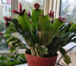 花翁蟹爪蘭盆栽（含加侖盆）室內(nèi)陽臺植物綠植花卉螃蟹抓蓮源頭直發(fā) 曬單實拍圖