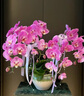 Only you【兩小時(shí)達】蝴蝶蘭帶花苞花劍花盆真花蘭花盆栽開(kāi)業(yè)教師節禮物 9株粉紫（瓷盆隨機） 曬單實(shí)拍圖