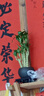 五福臨門(mén)五根富貴竹盆栽中式禪意綠植物辦公室內(nèi)步步高升 富貴竹+紫砂舍得盆+方托送吊牌 曬單實(shí)拍圖