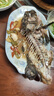 鱘食活凍石斑魚野外生長(zhǎng)海捕龍膽珍珠斑 老虎斑生鮮魚類海鮮 石斑魚500-600g/條【買一送一】 曬單實(shí)拍圖