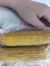 京鮮生東北黃糯玉米棒200g×8根 甜黏玉米 多種包裝隨機(jī)發(fā)貨 源頭直發(fā) 曬單實(shí)拍圖
