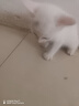 旺園興貓咪幼崽活體小奶貓真貓活貓橘貓黑貓白貓奶牛貓橘白貓中華田園貓 田園級 活潑的小白貓 公母備注 曬單實(shí)拍圖