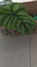 雙盟白犀牛海芋加侖盆植物四季葉觀(guān)水培綠植盆栽辦公室內鮮花源頭直發(fā) 曬單實(shí)拍圖
