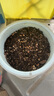 德沃多肥料向日葵種子DIY兒童趣味種植盆栽套裝小學(xué)植物觀(guān)察幼兒園六一 曬單實(shí)拍圖