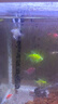 瘋狂水草神仙魚(yú)活體七彩燕魚(yú)熱帶觀(guān)賞魚(yú)淡水水族寵物熱帶耐活魚(yú)苗小型 劃算價(jià)3cm精品神仙魚(yú)3+1 A款 曬單實(shí)拍圖