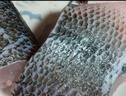 鮮活沖浪河鱸魚(yú)400-500g/條 曬單實(shí)拍圖