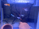 森森超白魚缸過濾制氧一體機自循環(huán)客廳水族箱桌面懶人小型玻璃 超白玻璃 300標配（贈豪華濾材+棉） 曬單實拍圖